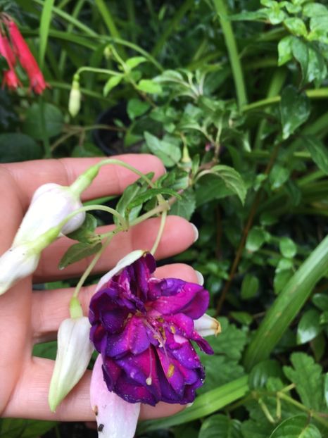 Royal Mozaic - Fucsii