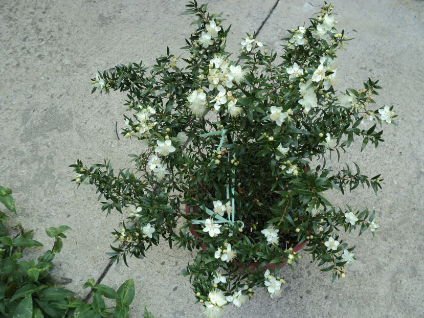 25 iul 2017 - MIRTUL