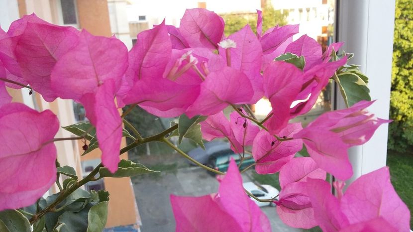  - BOUGAINVILLEA 2017