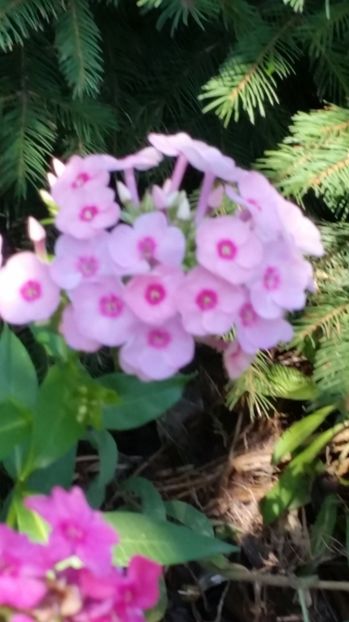 - Phlox Dorina!