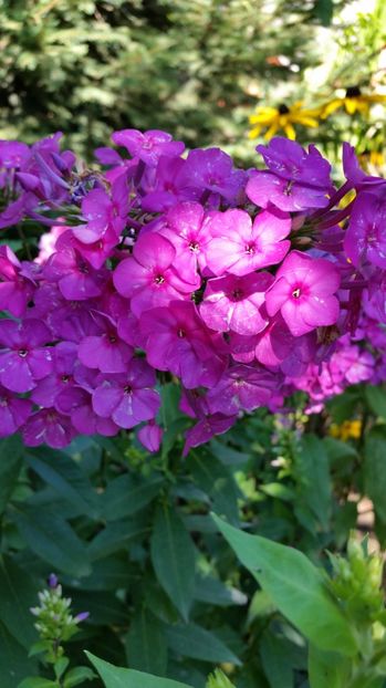  - Phlox Dorina!