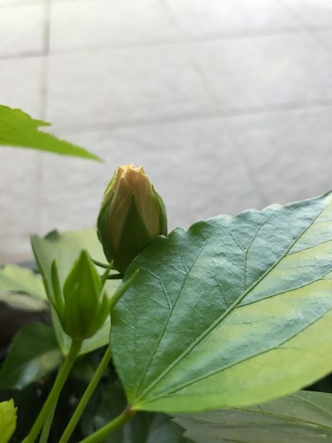 26.07.2017 - Multumesc Iuliana M