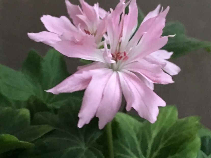 Minnie - Muscate colectie