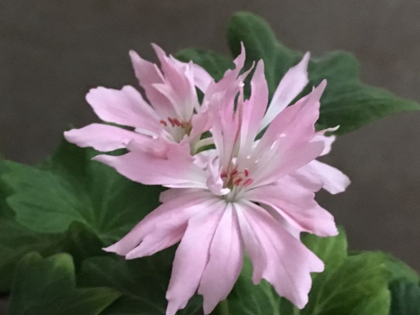 Minnie - Muscate colectie