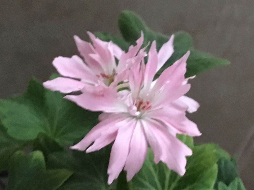 Minnie - Muscate colectie