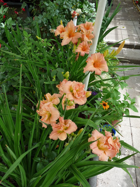  - Hemerocallis