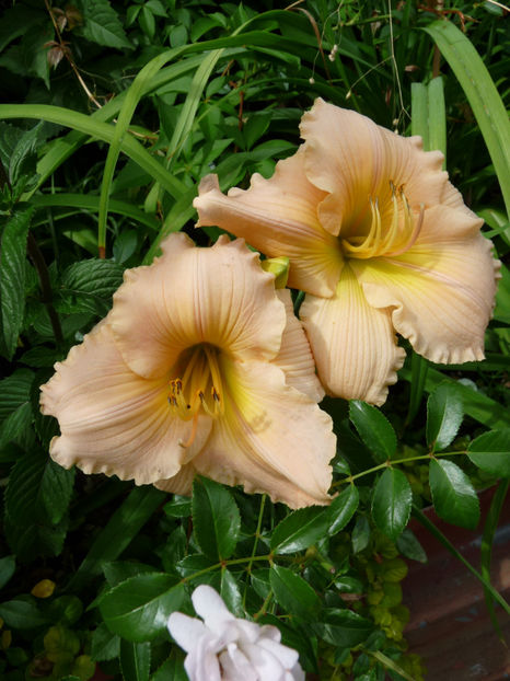  - Hemerocallis