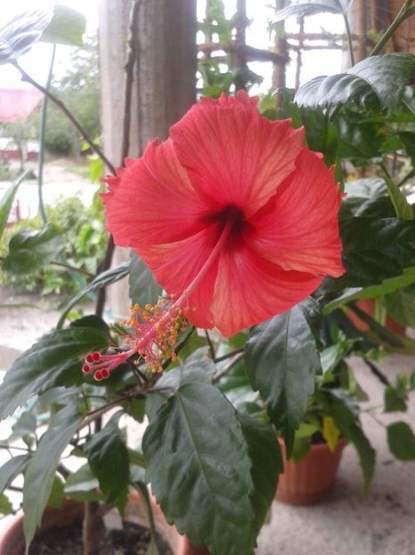  - Hawaian Sport