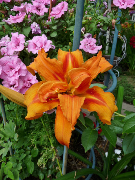  - Hemerocallis