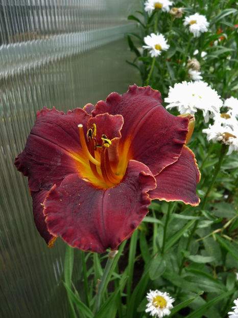  - Hemerocallis