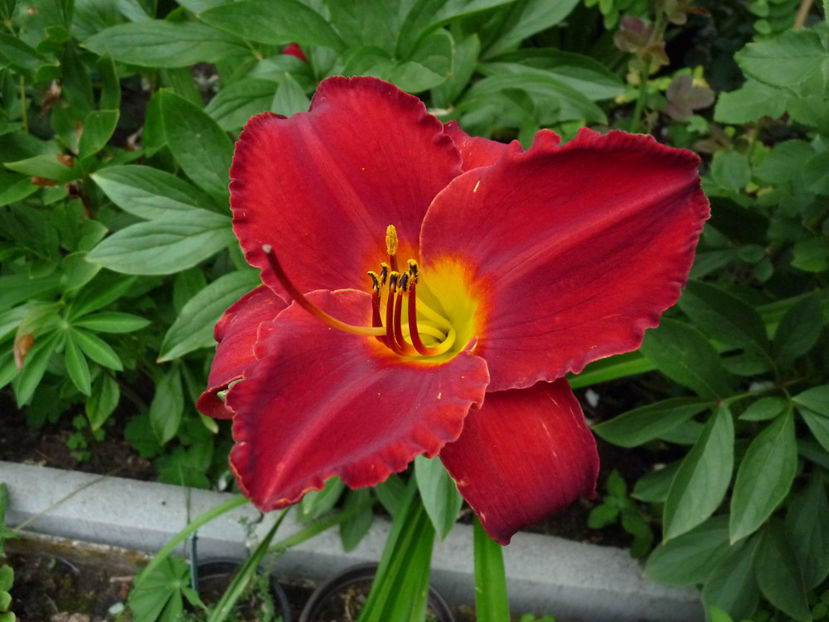  - Hemerocallis