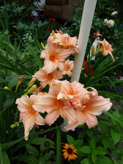  - Hemerocallis