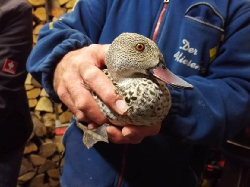  - Rața Mică cu cioc roșu