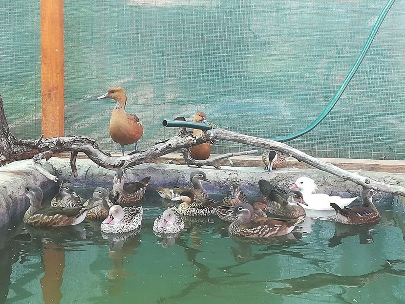  - Rața Mică cu cioc roșu