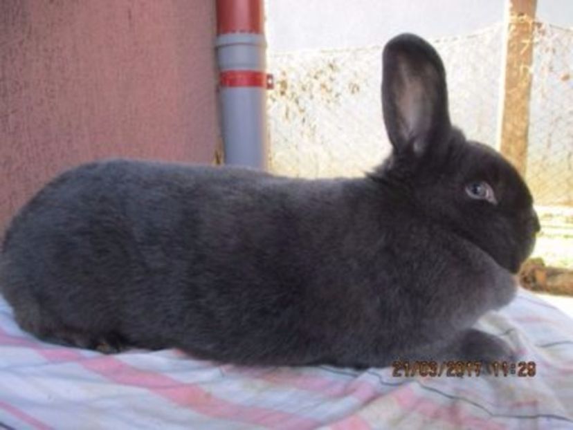 Vienez Albastru Fem. !!! - X ARHIVA IEPURI CE AM AVUT