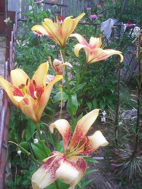 Photo0461 - Flori