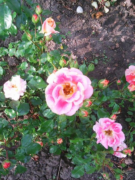 Photo0444 - Flori