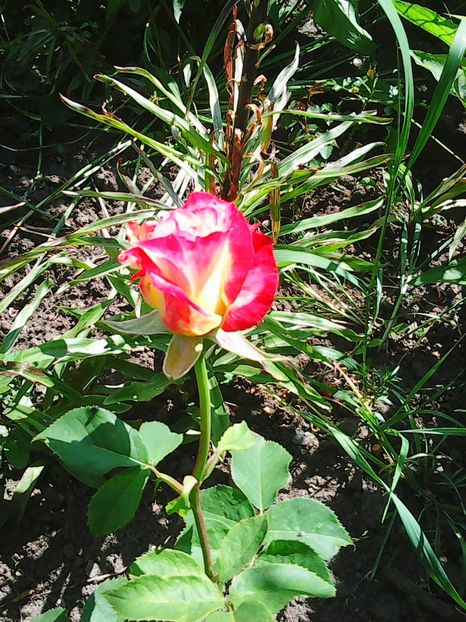 Photo0434 - Flori
