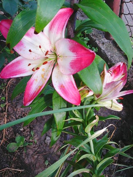 Photo0440 - Flori