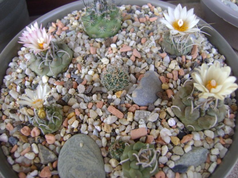 Grup de 7 Turbinicarpus - Cactusi 2017 continuare