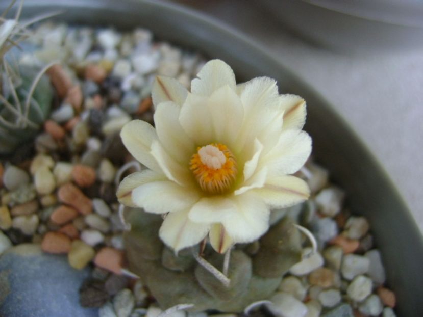 Turbinicarpus macrochele - Cactusi 2017 continuare