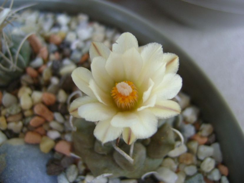 Turbinicarpus macrochele - Cactusi 2017 continuare