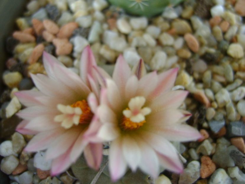 Turbinicarpus schwarzii v. rubriflorus - Cactusi 2017 continuare