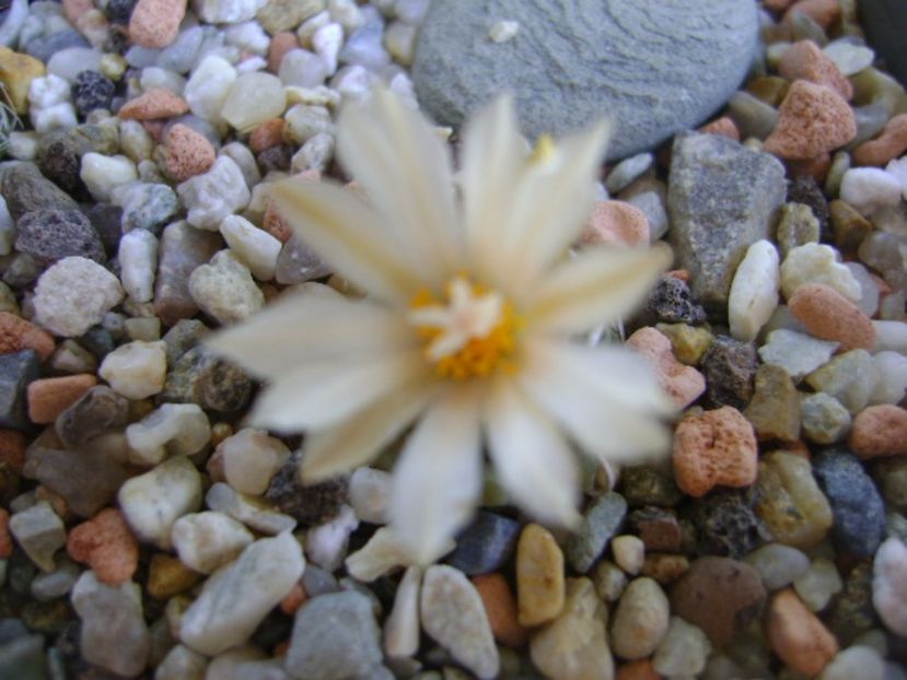 Turbinicarpus pachystele - Cactusi 2017 continuare