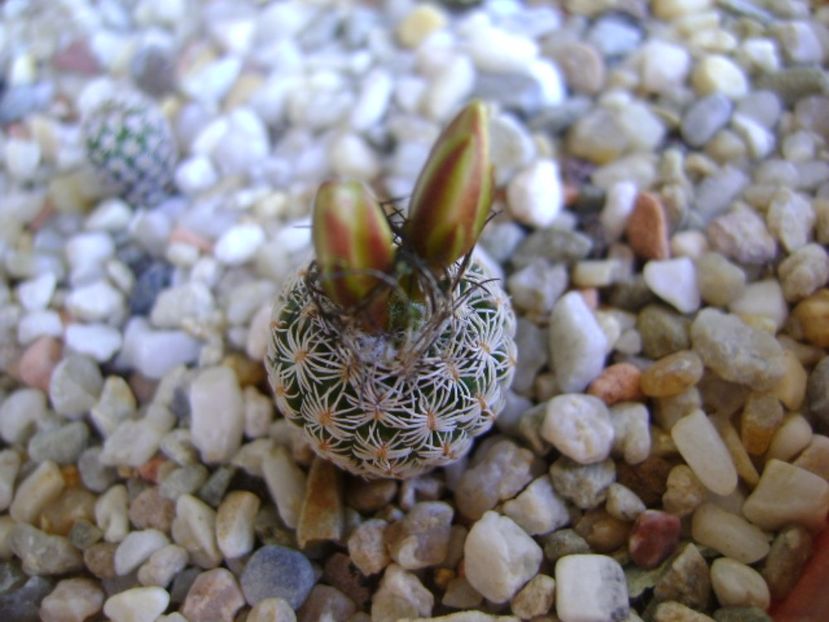 Turbinicarpus krainzianus v. lausseri - Cactusi 2017 continuare