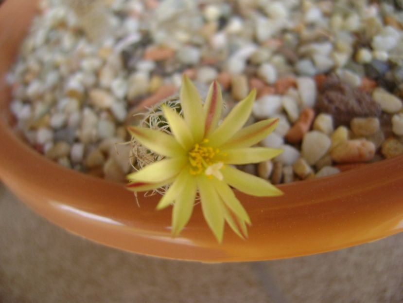 Turbinicarpus krainzianus v. minimus - Cactusi 2017 continuare