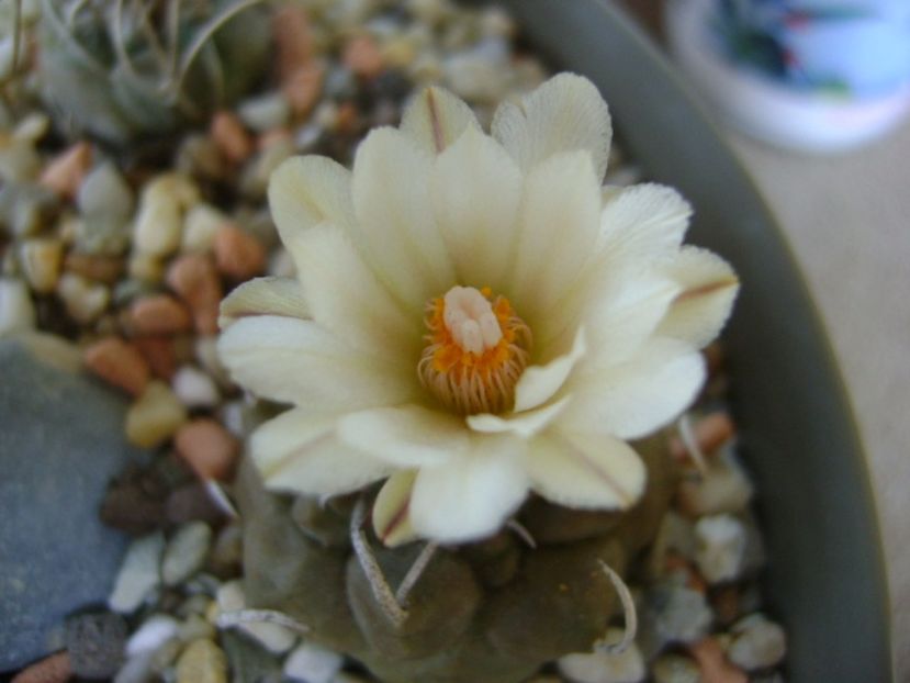 Turbinicarpus macrochele - Cactusi 2017 continuare