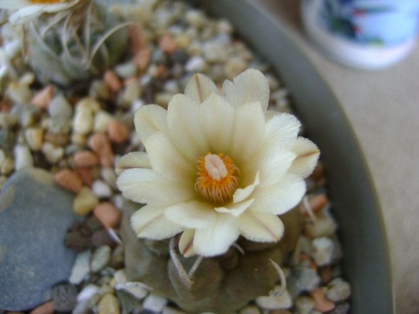 Turbinicarpus macrochele - Cactusi 2017 continuare