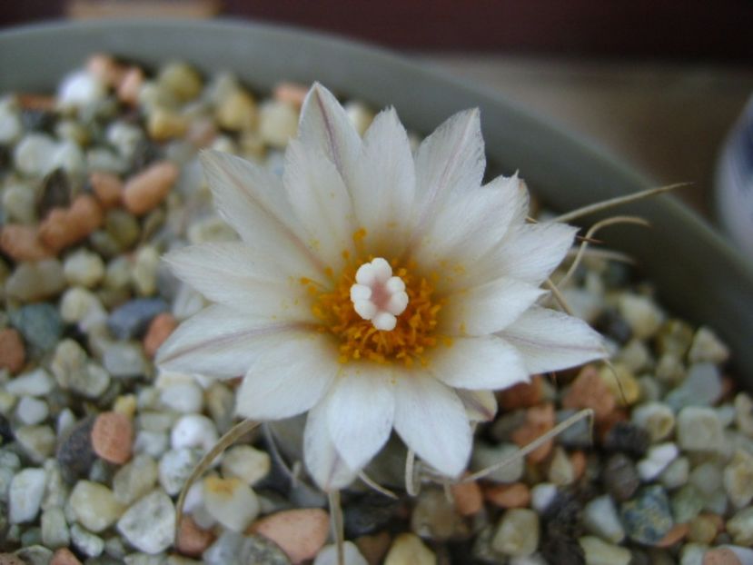 Turbinicarpus macrochele v. kupcakii - Cactusi 2017 continuare