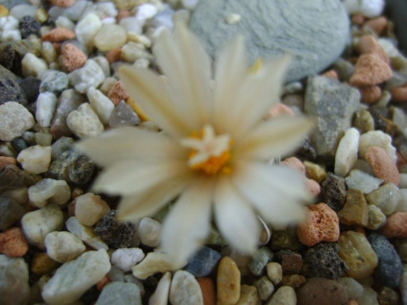 Turbinicarpus pachystele - Cactusi 2017 continuare