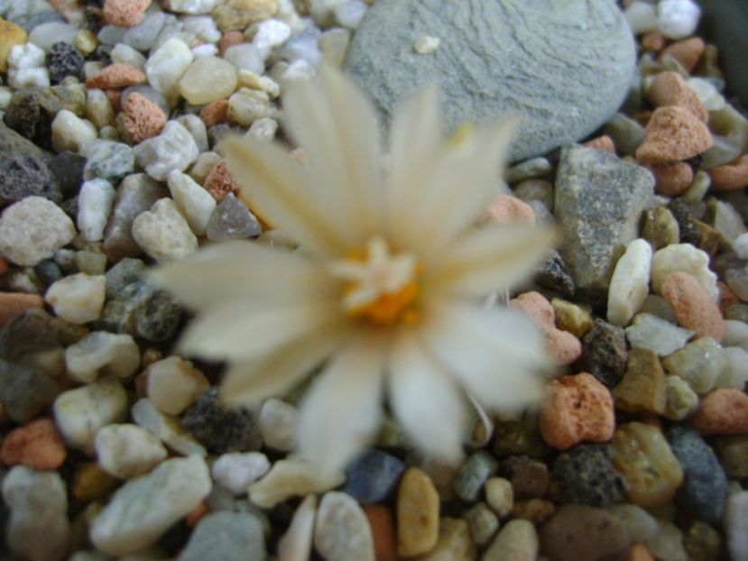Turbinicarpus pachystele - Cactusi 2017 continuare