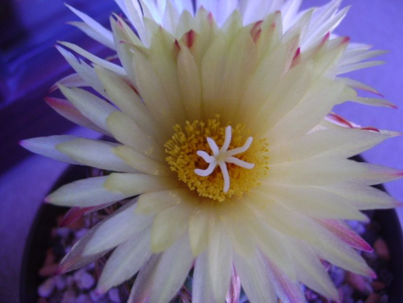 Coryphantha elephantidens v. sulcolanata - Cactusi 2017 continuare