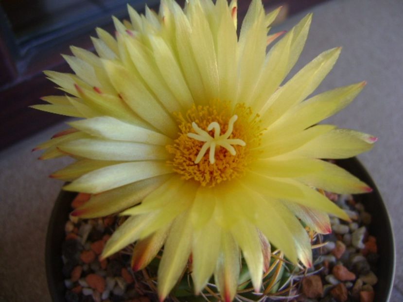 Coryphantha elephantidens v. sulcolanata - Cactusi 2017 continuare
