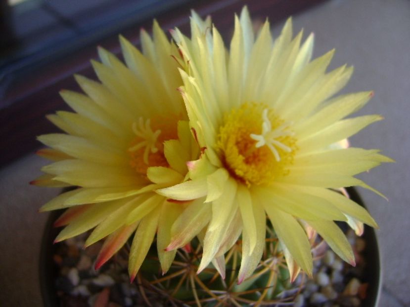 Coryphantha elephantidens v. sulcolanata - Cactusi 2017 continuare