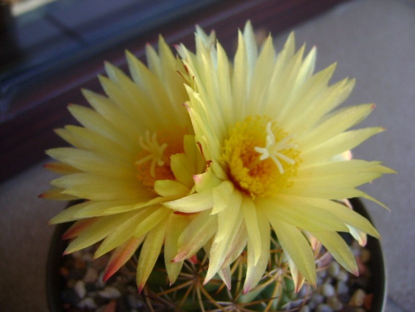 Coryphantha elephantidens v. sulcolanata - Cactusi 2017 continuare