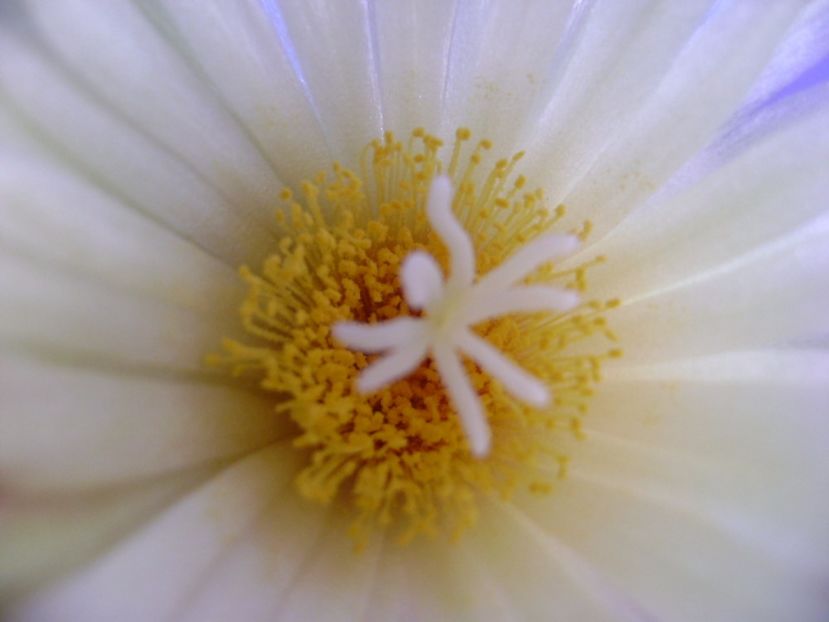 Coryphantha elephantidens v. sulcolanata - Cactusi 2017 continuare