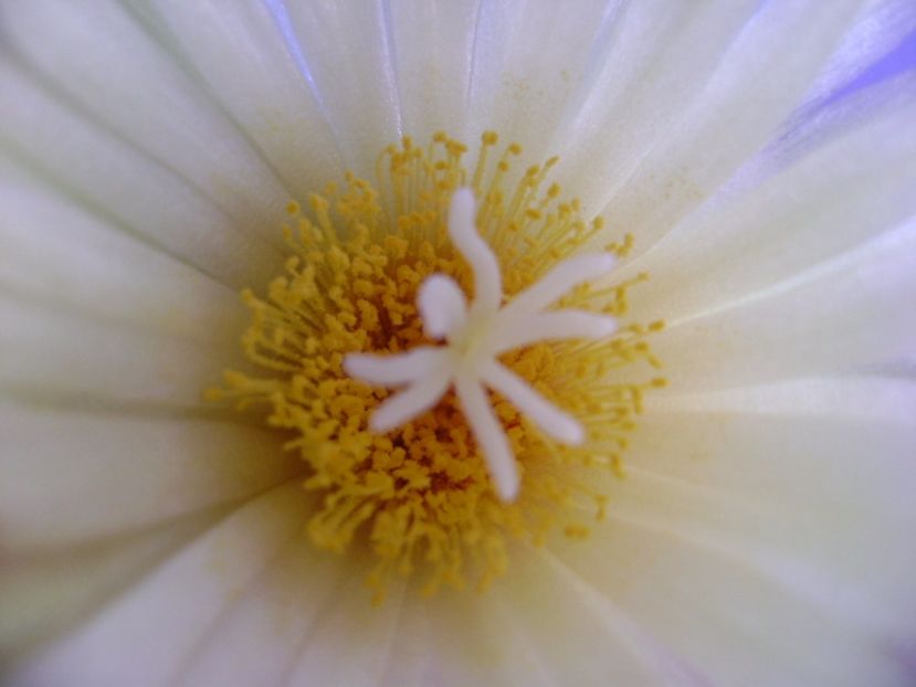 Coryphantha elephantidens v. sulcolanata - Cactusi 2017 continuare