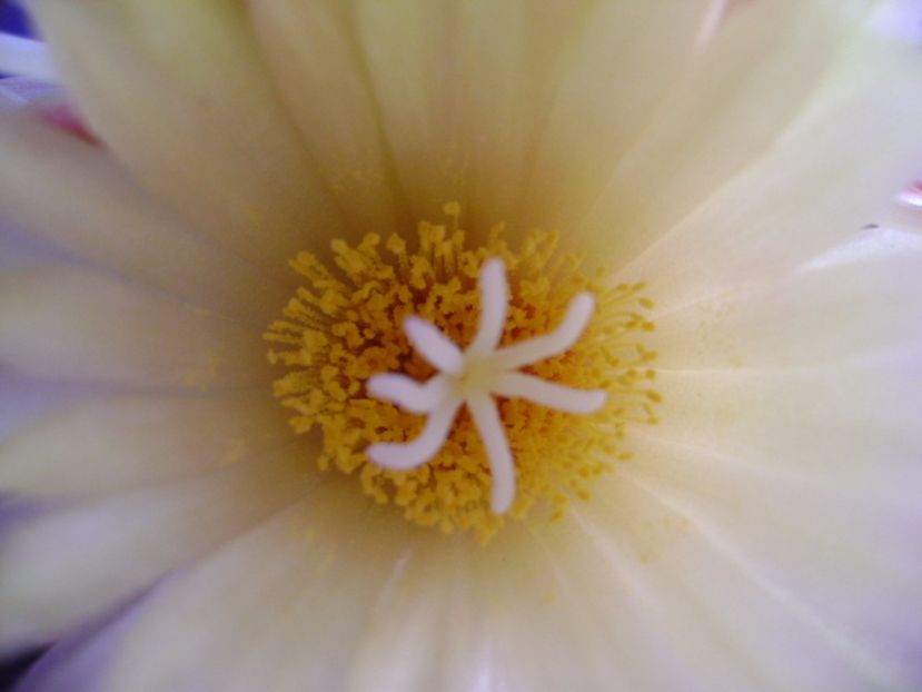 Coryphantha elephantidens v. sulcolanata - Cactusi 2017 continuare
