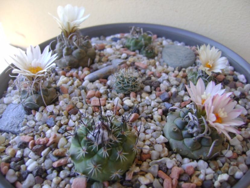 Grup de 7 Turbinicarpus - Cactusi 2017 continuare