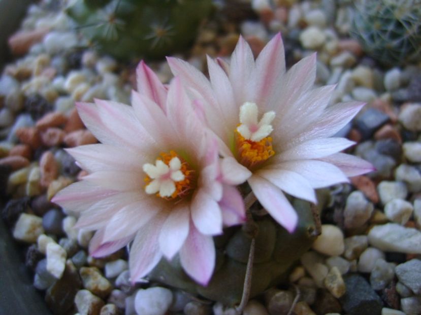 Turbinicarpus schwarzii v. rubriflorus - Cactusi 2017 continuare