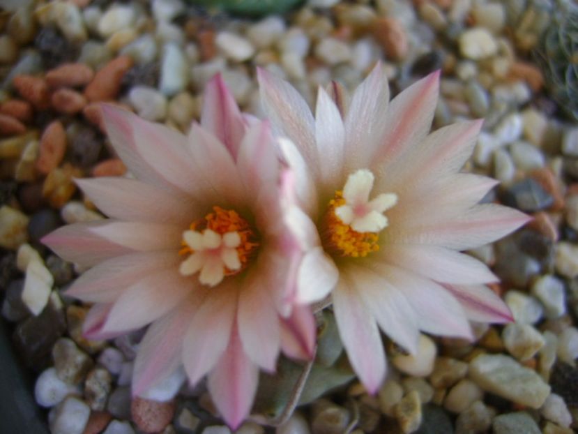 Turbinicarpus schwarzii v. rubriflorus - Cactusi 2017 continuare