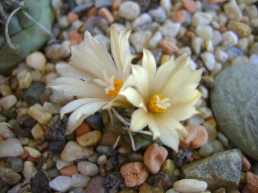 Turbinicarpus pachystele - Cactusi 2017 continuare