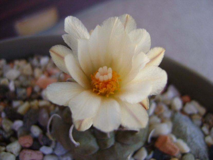 Turbinicarpus macrochele - Cactusi 2017 continuare