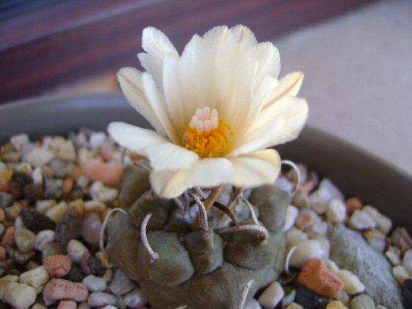 Turbinicarpus macrochele - Cactusi 2017 continuare