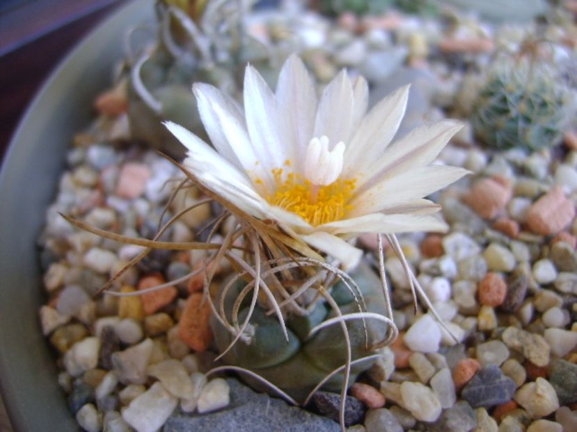 Turbinicarpus macrochele v. kupcakii - Cactusi 2017 continuare