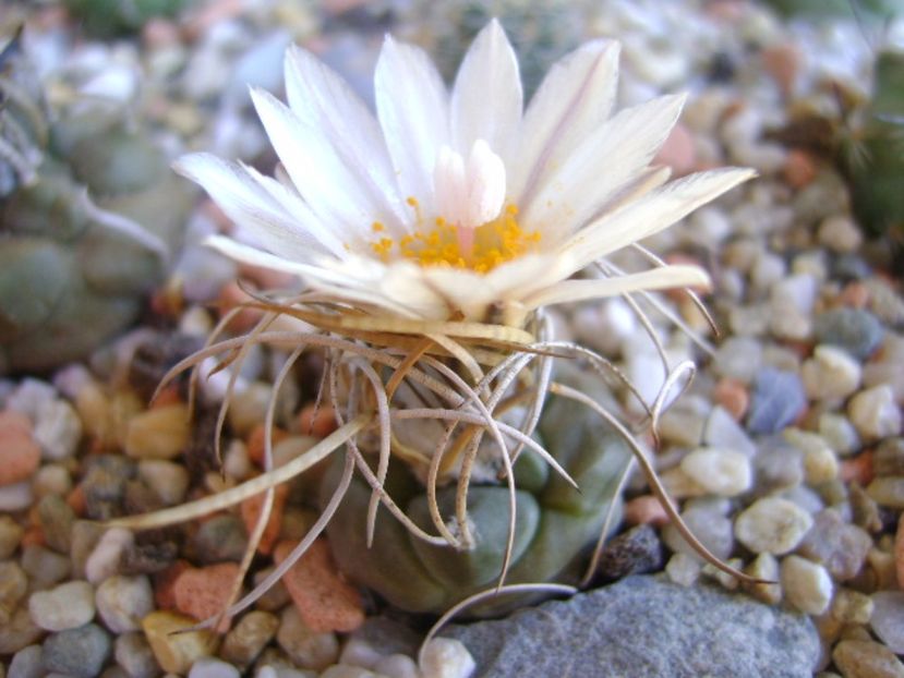 Turbinicarpus macrochele v. kupcakii - Cactusi 2017 continuare